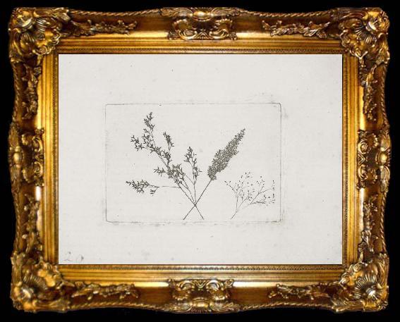 framed  Willim Henry Fox Talbot Three Grasses, ta009-2